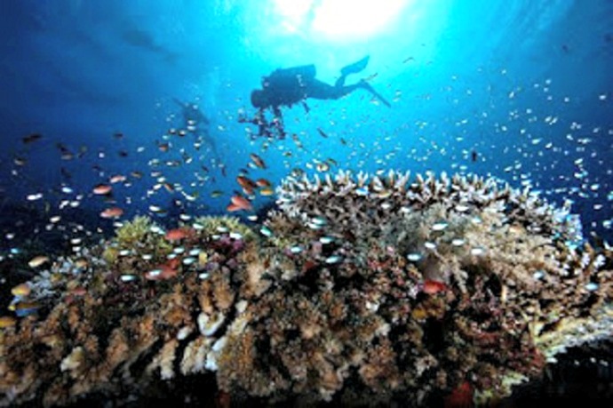 Terumbu karang pulau Moyo yang masih terjaga kelestariannya