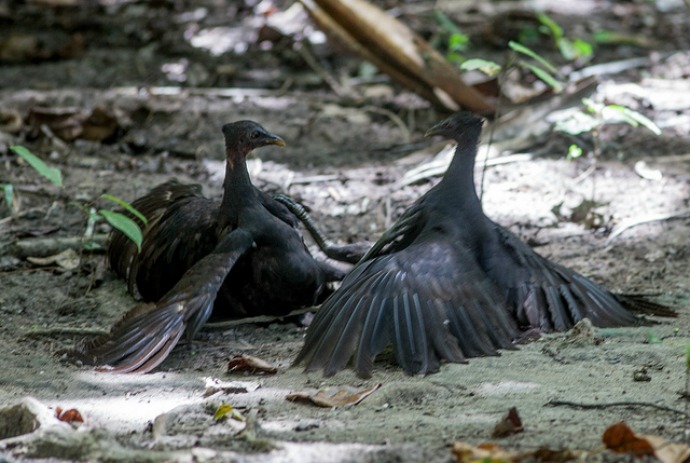 Burung Gosong salah satu spesies burung langka di pulau Moyo