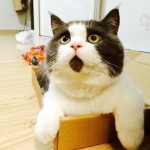 Kucing Lucu Punya Totol Bibir Mirip Orang Kaget 1