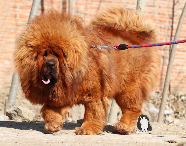 Anjing-Mastiff-Khas-Tibet---(c)gopixpic.com