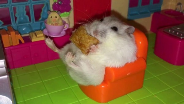 Hamster Ini Hidupnya Mirip Orang Kaya 1