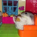 Hamster Ini Hidupnya Mirip Orang Kaya 4