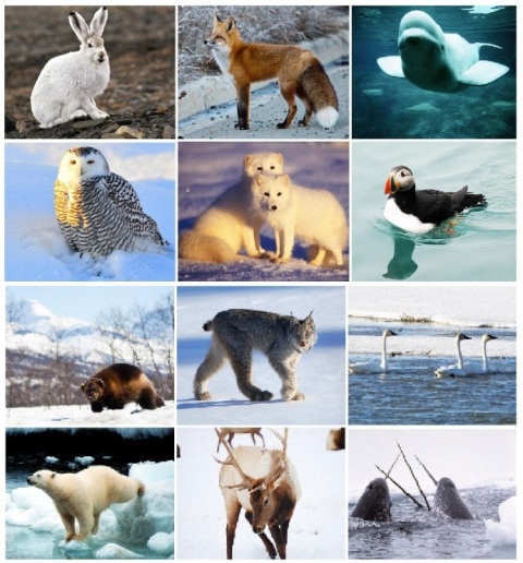 Hewan-Hewan Di Kutub Utara