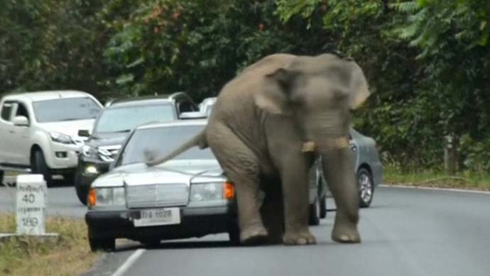 Musim Kawin, Seekor Gajah Melakukannya Pada Sebuah Mobil 1 USATODAY