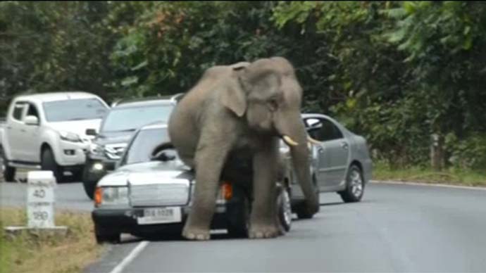 Musim Kawin, Seekor Gajah Melakukannya Pada Sebuah Mobil 2 USATODAY