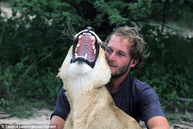 Pernah Diselamatkan, Singa Ini Peluk Manusia Yang Jadi Pahlawan Hidupnya 2 DAILYMAIL