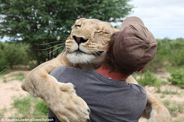 Pernah Diselamatkan, Singa Ini Peluk Manusia Yang Jadi Pahlawan Hidupnya 5 DAILYMAIL