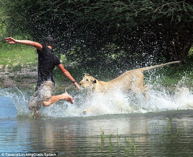 Pernah Diselamatkan, Singa Ini Peluk Manusia Yang Jadi Pahlawan Hidupnya DAILYMAIL 4