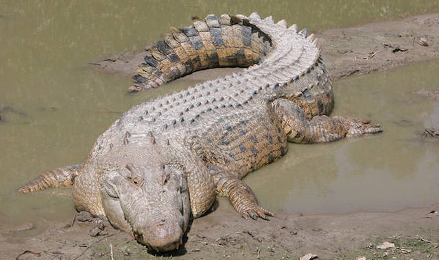 Saltwater Crocodie