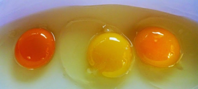 warna kuning telur (c) themindunleashed