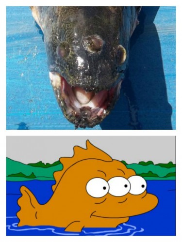 Blinky, Ikan Bermata Tiga - (c)oddee.com