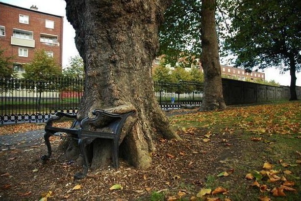 Pohon dan kursi