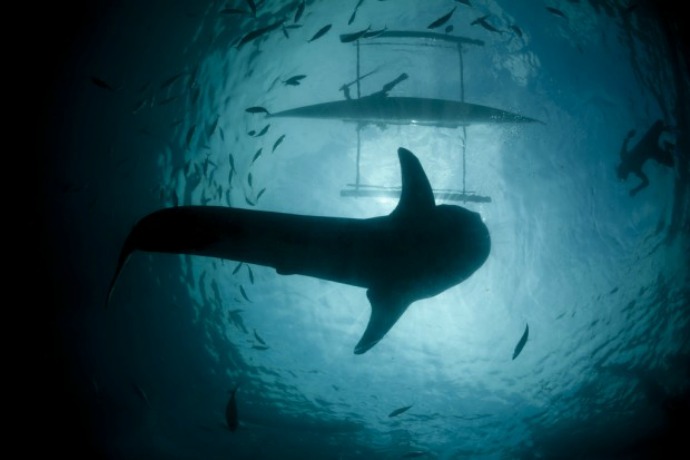 Menyelam dengan hiu paus [Image Source]