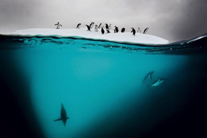 Pinguin [Image Source]