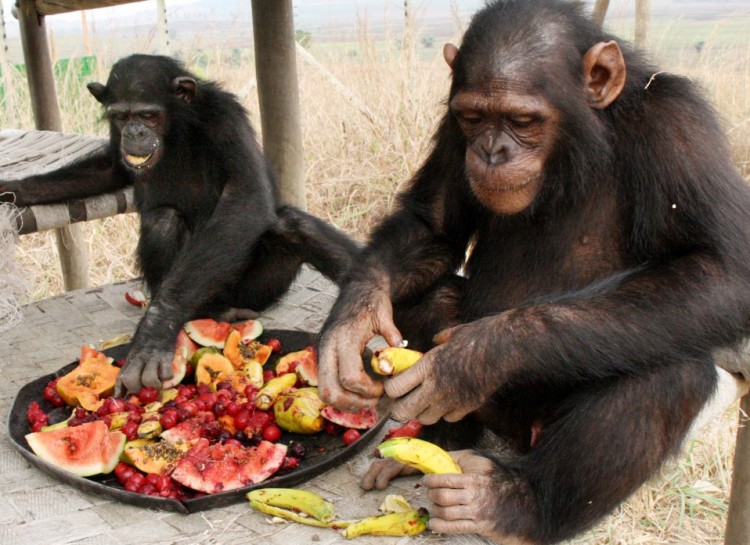 Simpanse diet