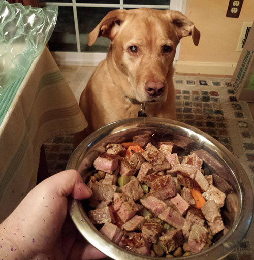 Anjing Tidak Suka Menu Makannya [Image Source]