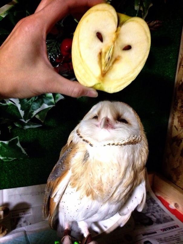 Apel Berwajah Owl [image source]