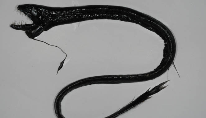 Black Dragonfish [Image Source]
