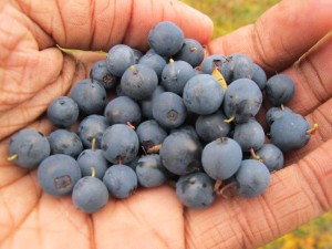 Bluberries [Image Source]
