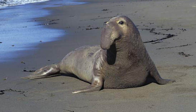 Elephant Seal [Image Source]