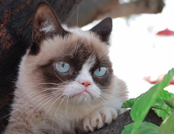 Grumpy Cat [image source]