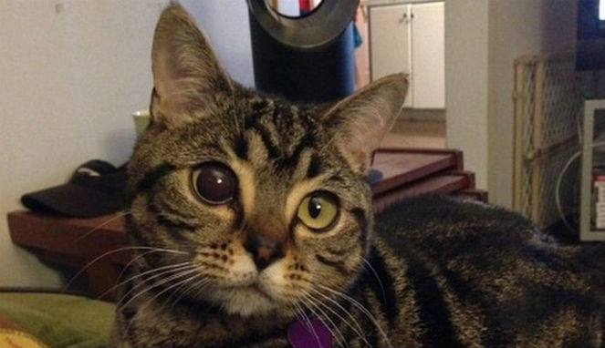 Kucing Ini Terlahir Dengan Mata Normal [Image Source]