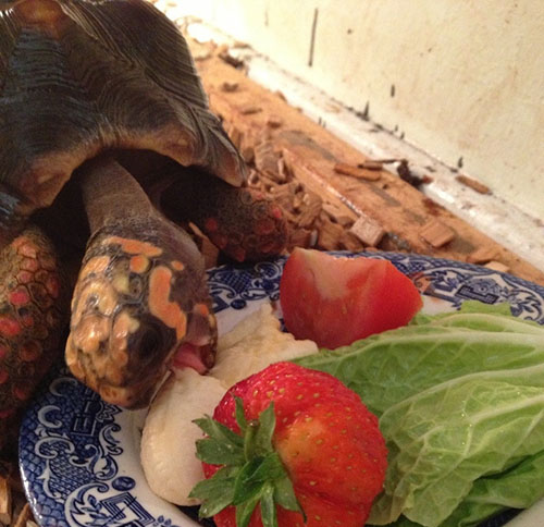 Kura-kura Makan Besar [Image Source]