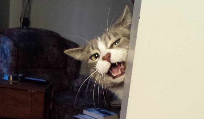 Mungkin Kucing Ini Marah Karena Lapar [Image Source]