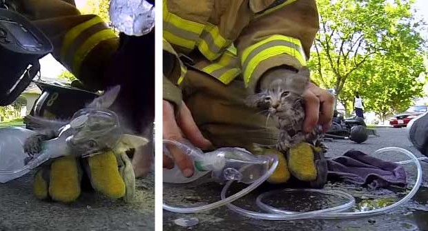 Penyelamatan kucing kebakaran