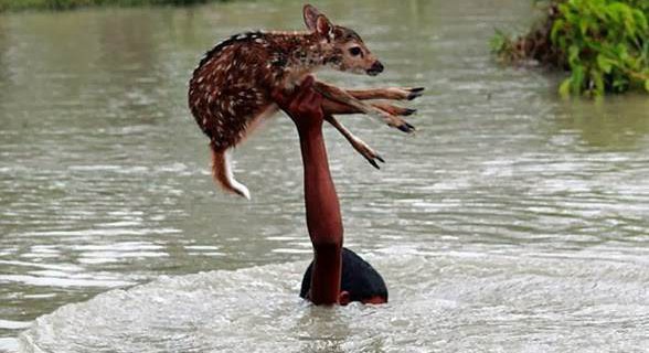 Penyelamatan rusa yang tercebur ke sungai