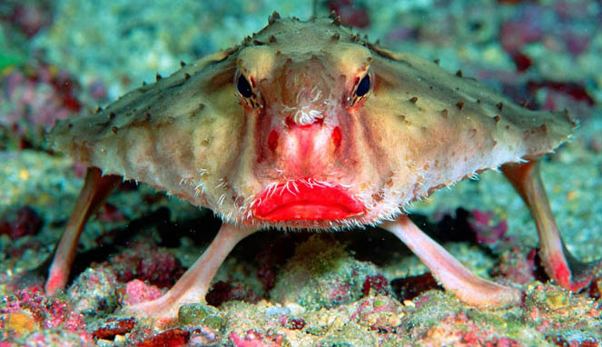 Red Lipped Batfish [Image Source]