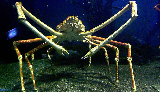 Spider Crab [Image Source]