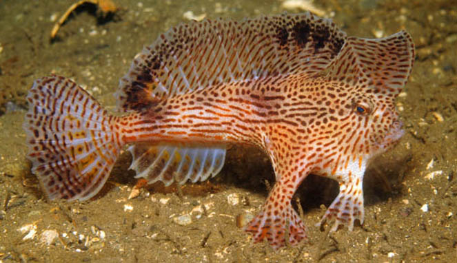 Spotted Handfish [Image Source]