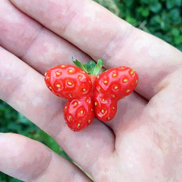 Strawberry bisa terbang juga! [image source]