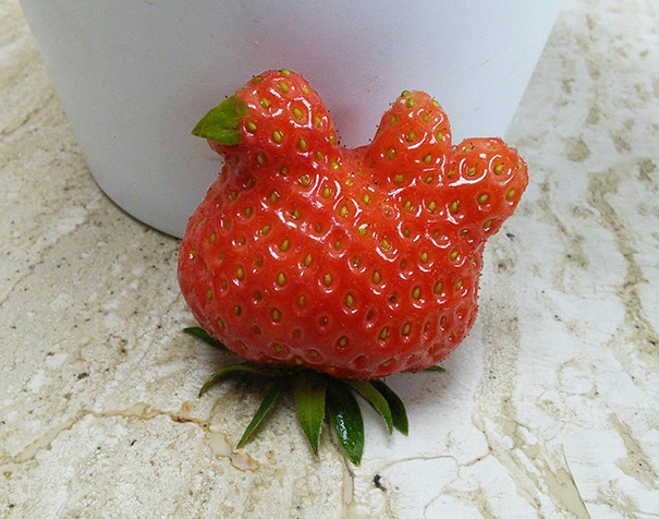 Strawberry rasa ayam [image source]