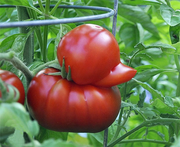 Tomat bentuk Anak bebek [image source]