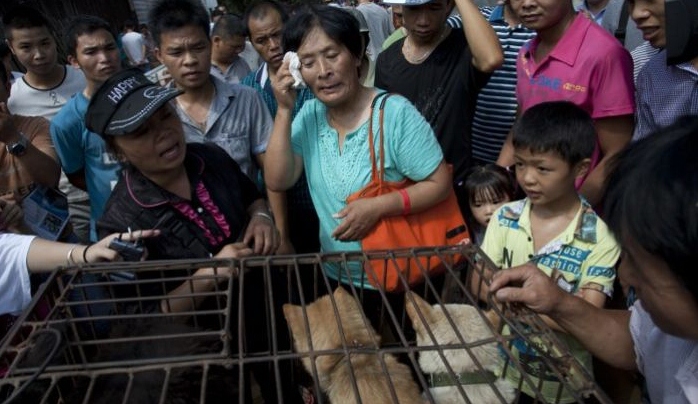 Wanita beli 100 Anjing di Yulin [image source]