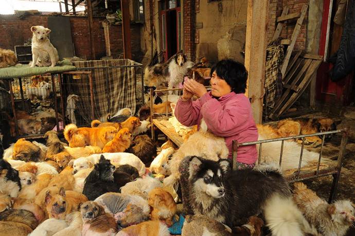Xiaoyun memberikan vaksin tiap anjing