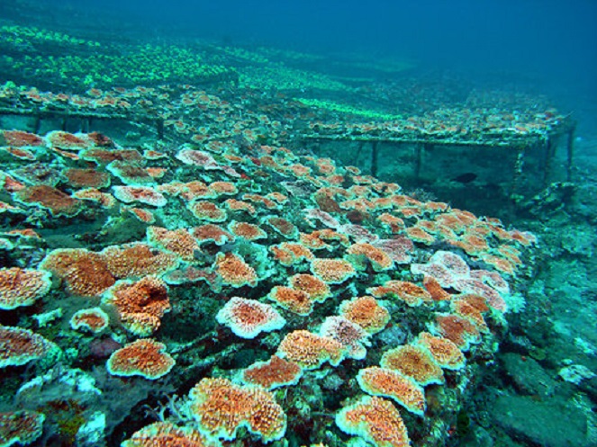 Aktivitas penanaman koral [Image Source]