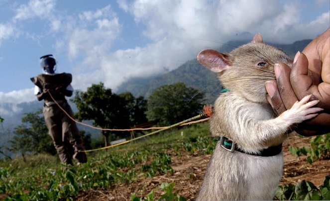 Tikus adalah detektor ranjau paling sempurna [Image Source]