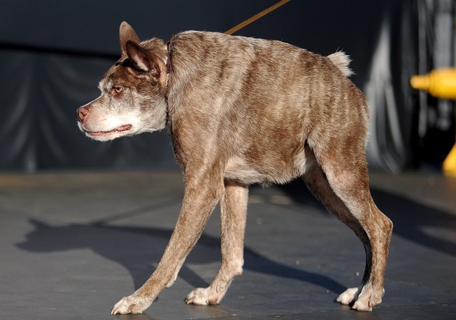 Quasi Modo, pemenang gelar anjing terjelek tahun ini [Image Source]