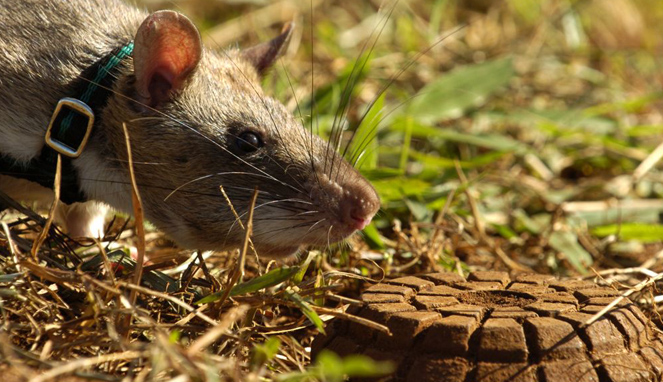 Salah satu tikus berhasil menemukan ranjau [Image Source]