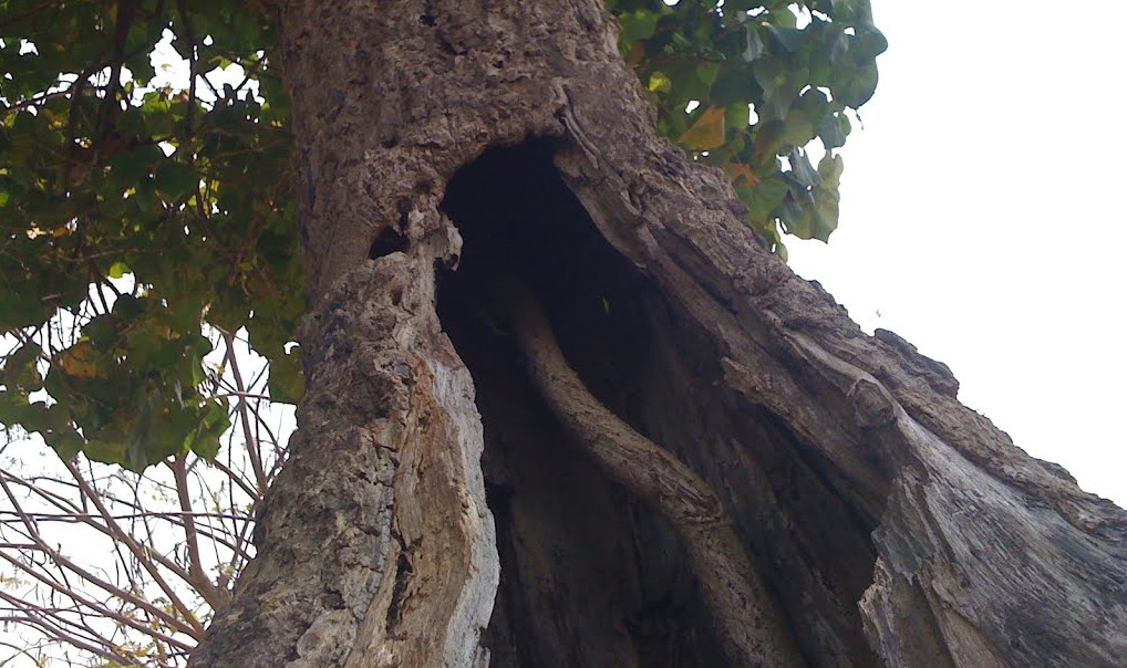 Pohon Waru