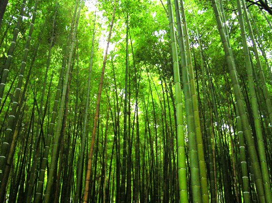 Pohon Bambu