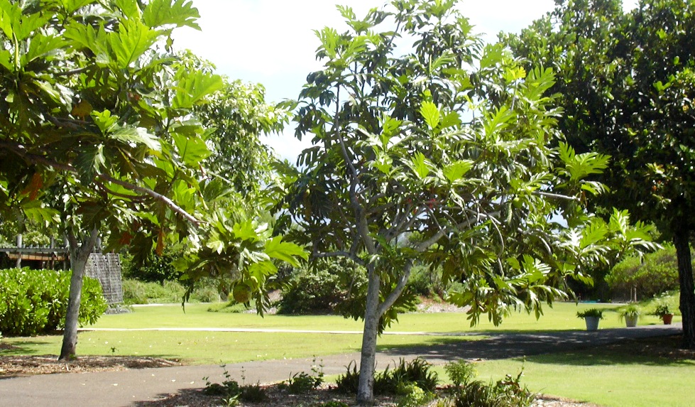 Pohon Sukun