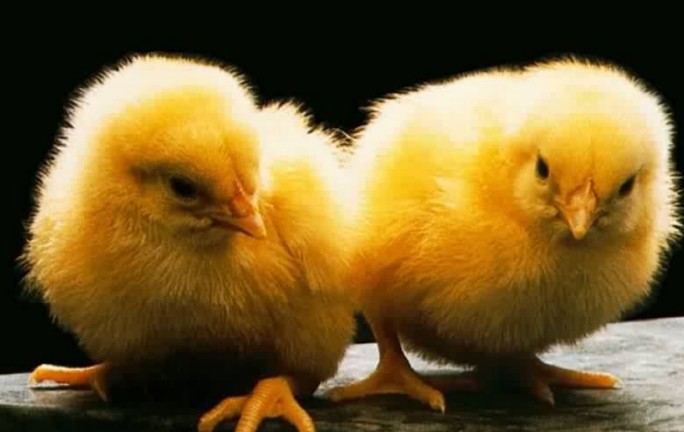 Anak Ayam [image source]