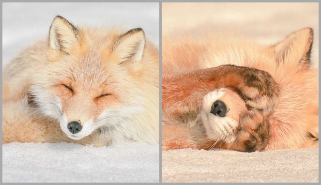 Hokkaido Red Fox 