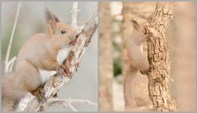 Hokkaido Red Squirrel [Image Source]