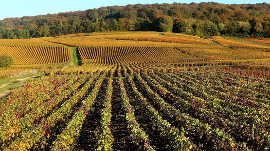 Ladang Anggur Perancis [image source]