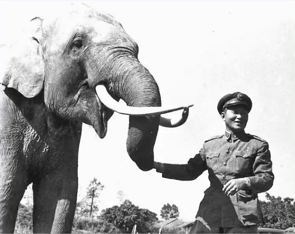 Lin Wang, Gajah [imagse source]